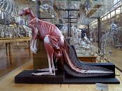 galerie de paleontologie et de anatomie comparee 12-2015 8219